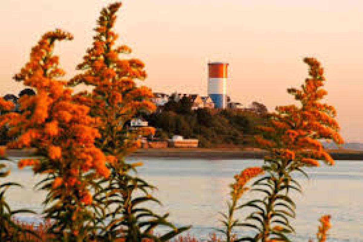Orange flowers in front of water